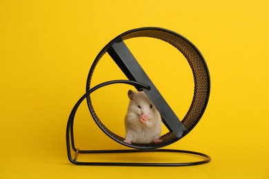 Cute little hamster in spinning wheel on yellow background