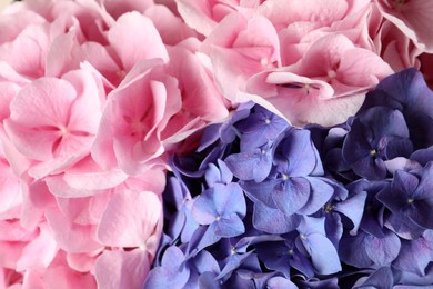 Beautiful hortensia flowers as background, closeup view