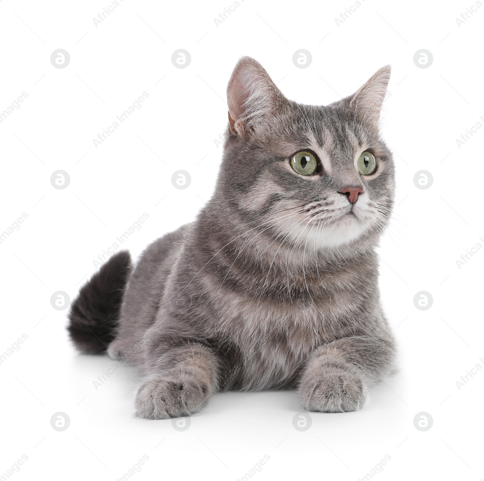 Photo of Portrait of gray tabby cat on white background. Lovely pet