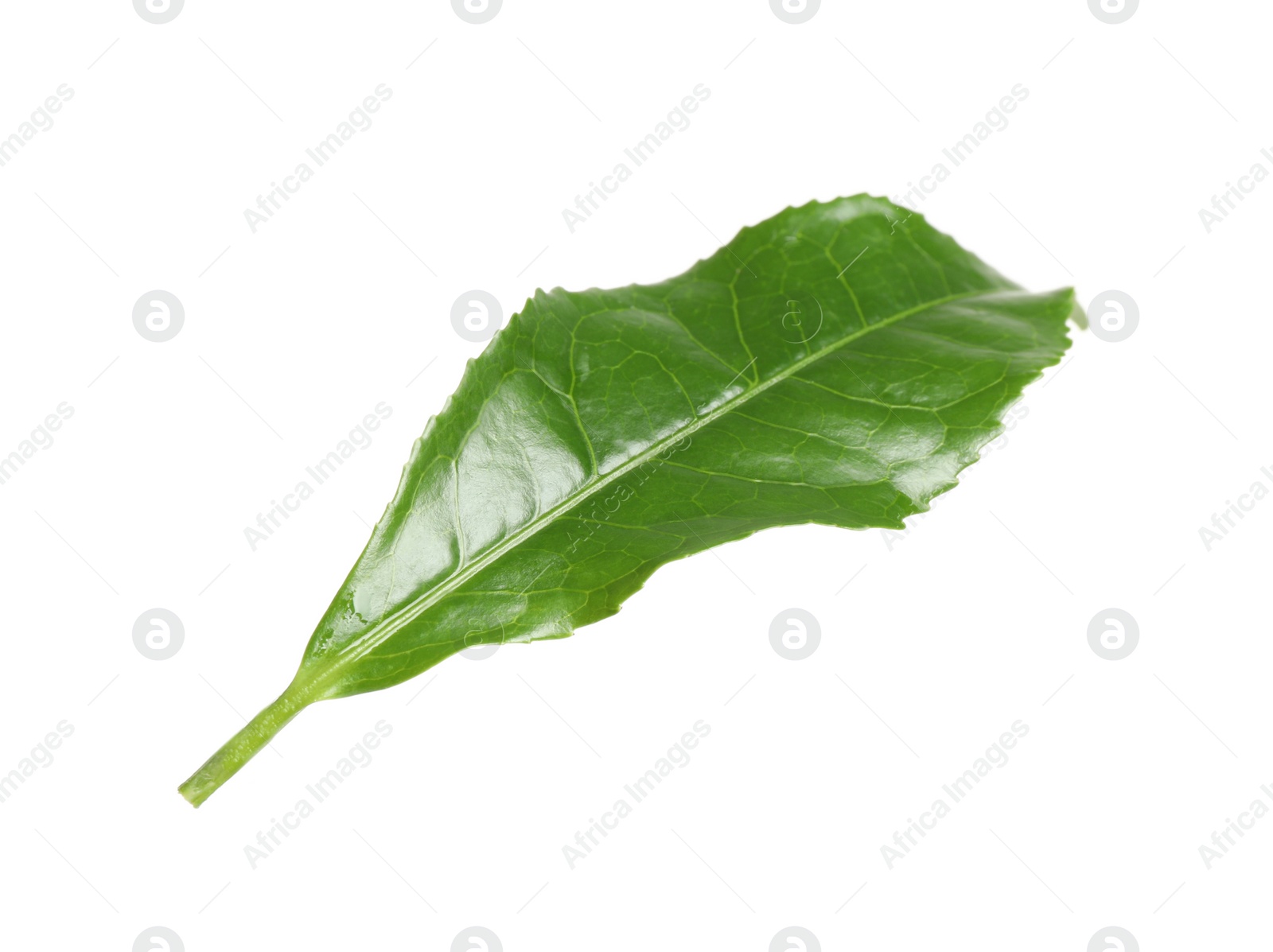 Photo of Green leaf of tea plant isolated on white