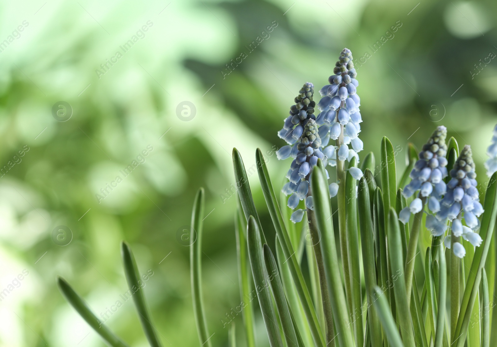 Photo of Beautiful spring muscari flowers on blurred background, space for text