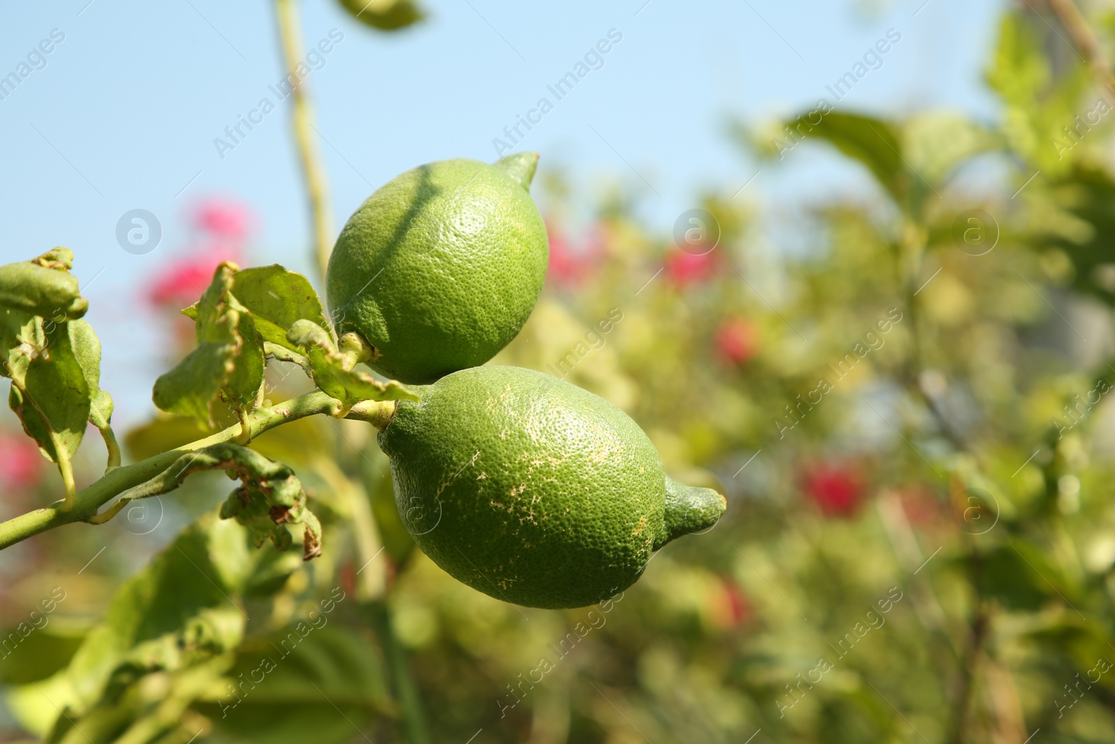 Photo of Unripe green lemons growing on tree outdoors, space for text. Citrus fruit