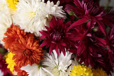 Photo of Many beautiful and colorful chrysanthemum flowers as background, closeup