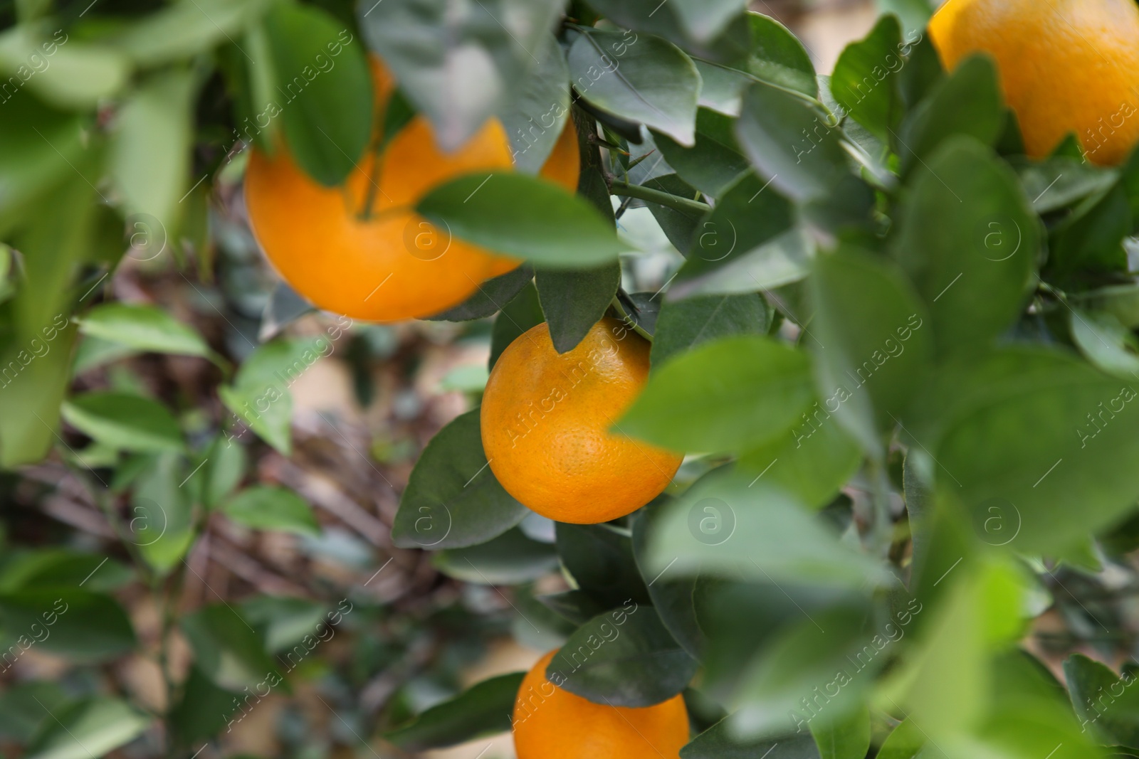 Photo of Fresh ripe oranges growing on tree outdoors, closeup