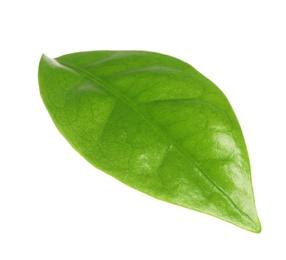 Photo of Fresh green coffee leaf isolated on white