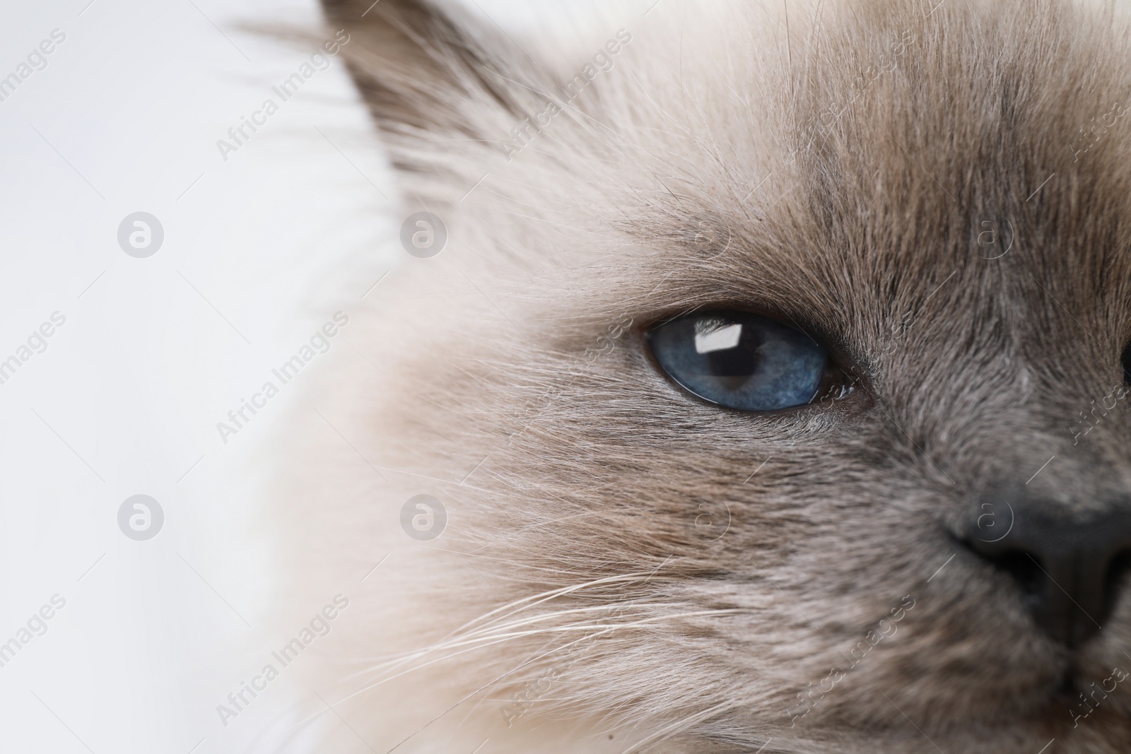 Photo of Birman cat with beautiful blue eyes on light background, closeup