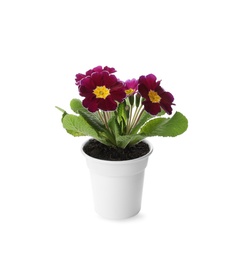 Photo of Beautiful potted primula flowers isolated on white