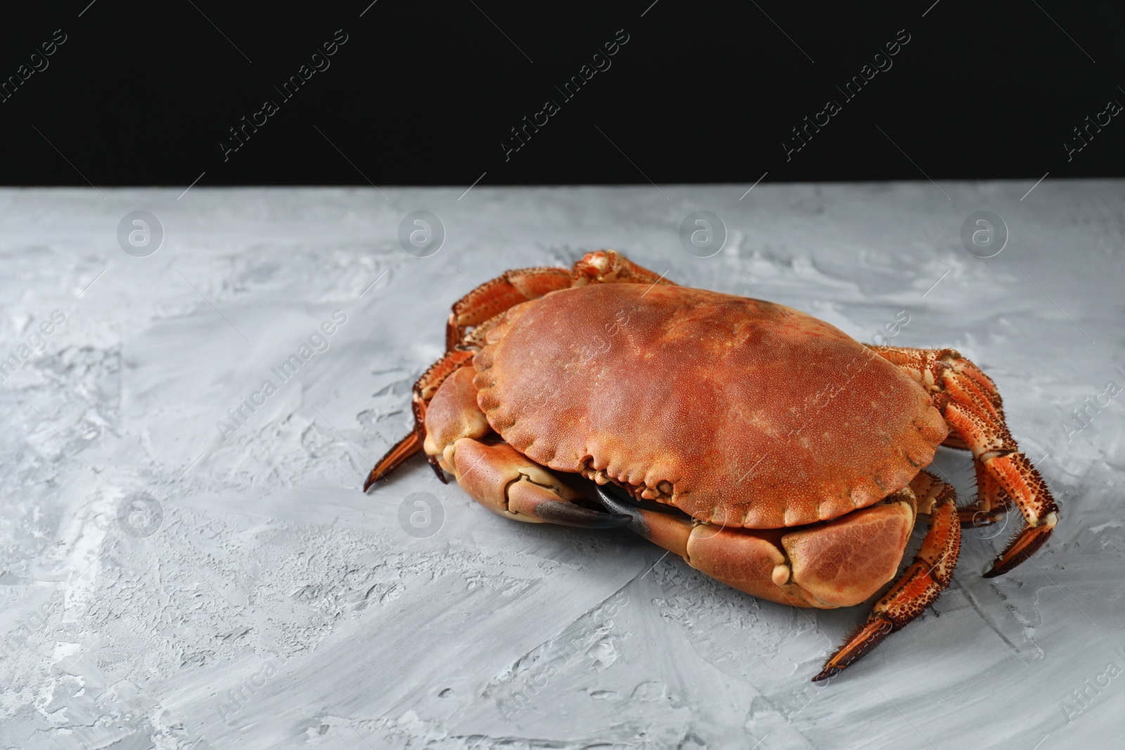 Photo of Delicious boiled crab on grey textured table, space for text