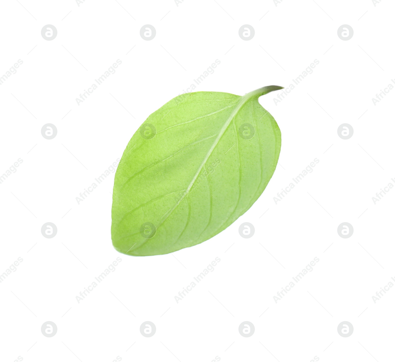 Photo of Fresh green basil leaf on white background