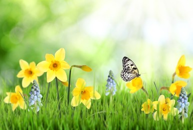 Image of Beautiful blooming yellow daffodils outdoors on sunny day