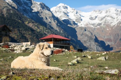 Adorable dog in mountains on sunny day