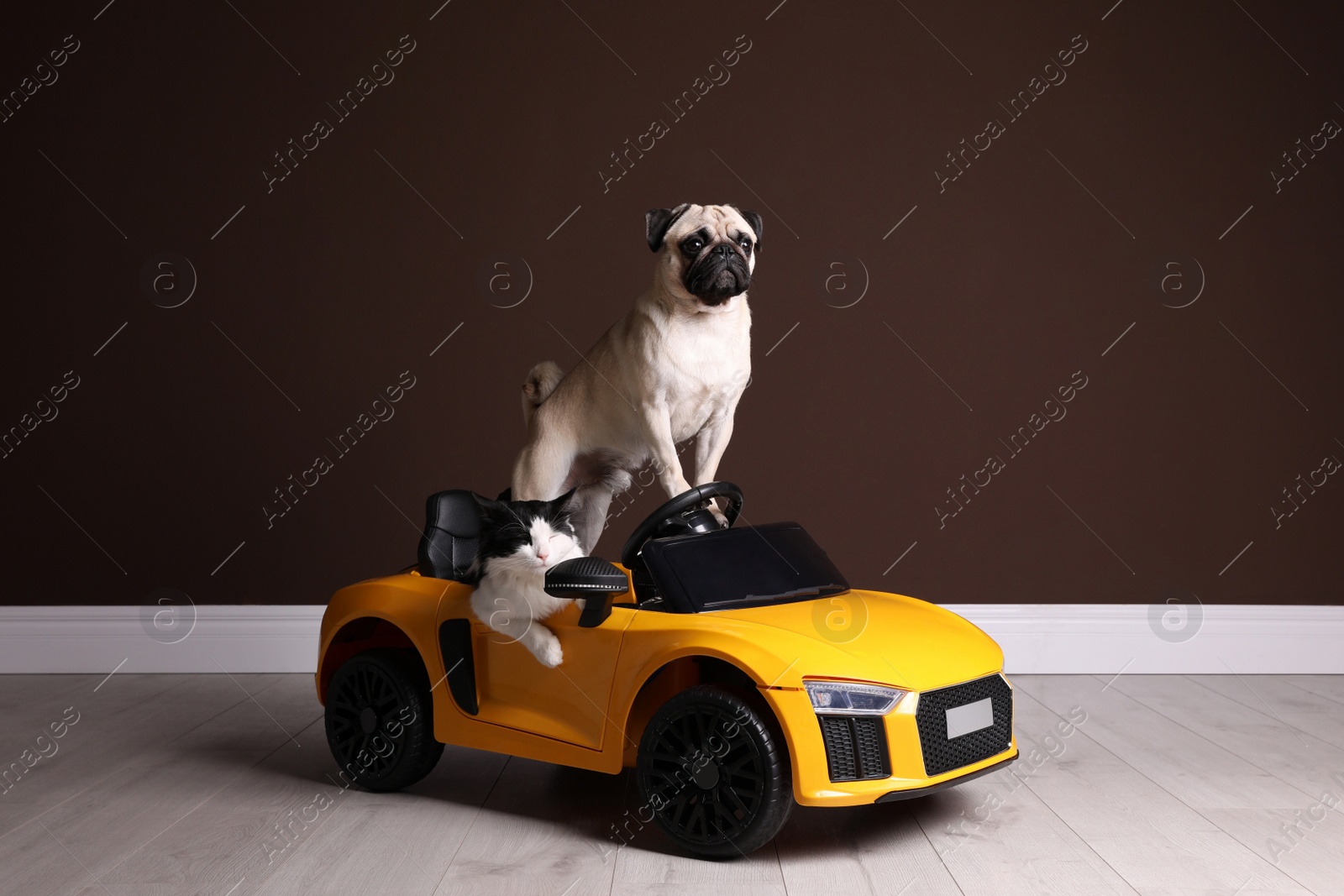 Photo of Adorable pug dog and cat in toy car near brown wall indoors