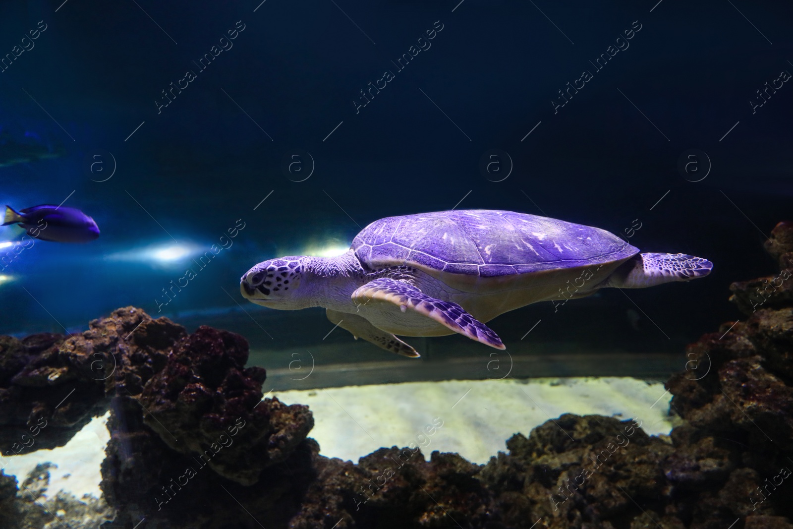 Photo of Beautiful turtle swimming in clear aquarium water