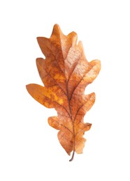 Photo of Autumn season. One dry oak leaf isolated on white