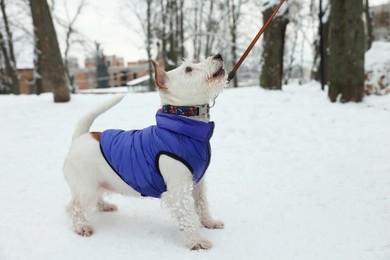 Photo of Cute Jack Russell Terrier on snow in park