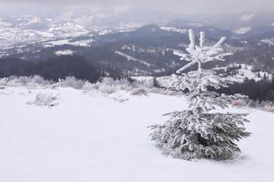 Photo of Beautiful view of fir tree covered with hoarfrost in snowy mountains on winter day