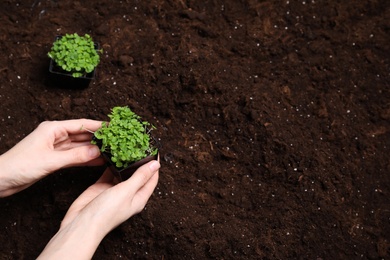 Photo of Woman planting microgreen seeds in garden, closeup. Space for text