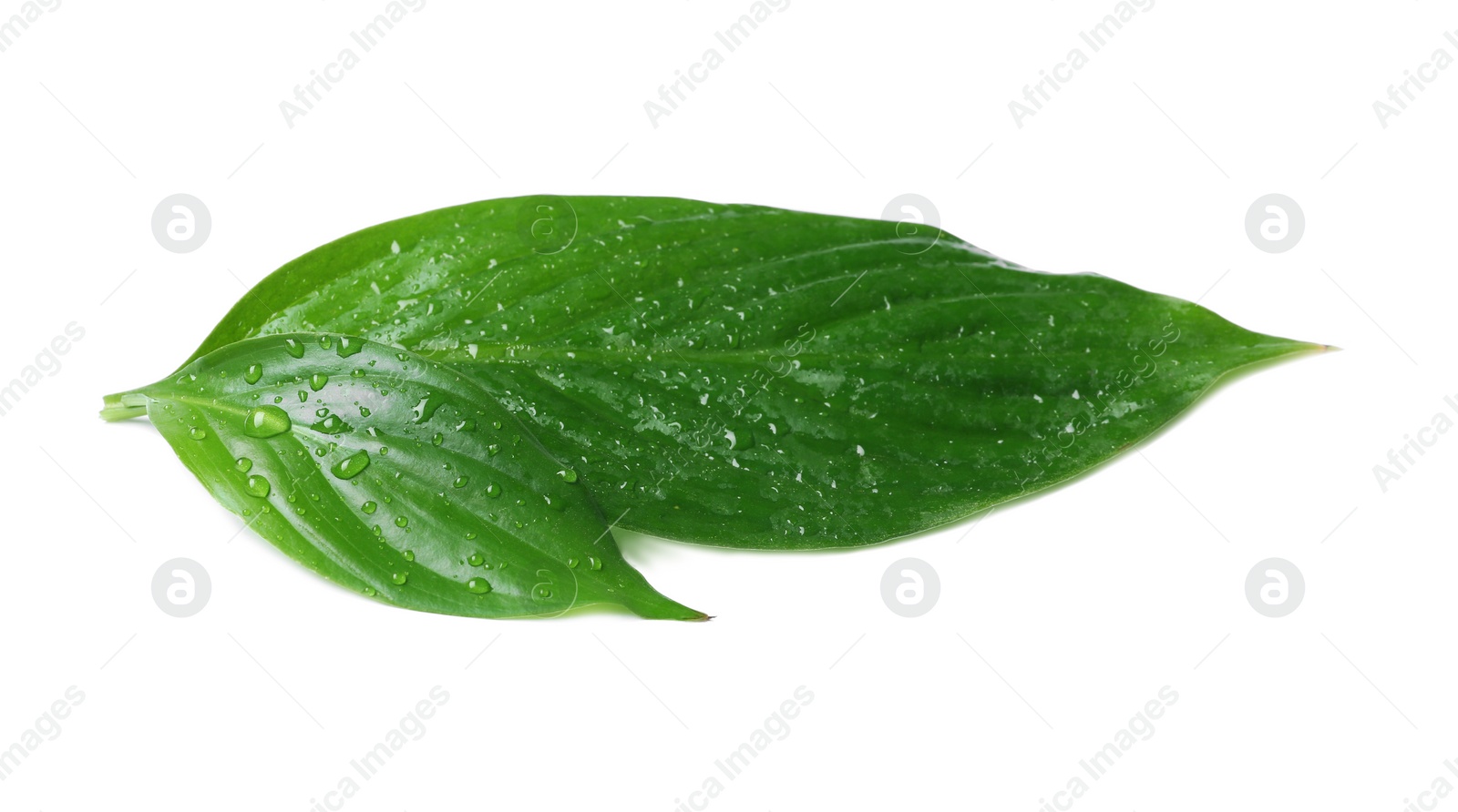 Photo of Green leaves with water drops isolated on white