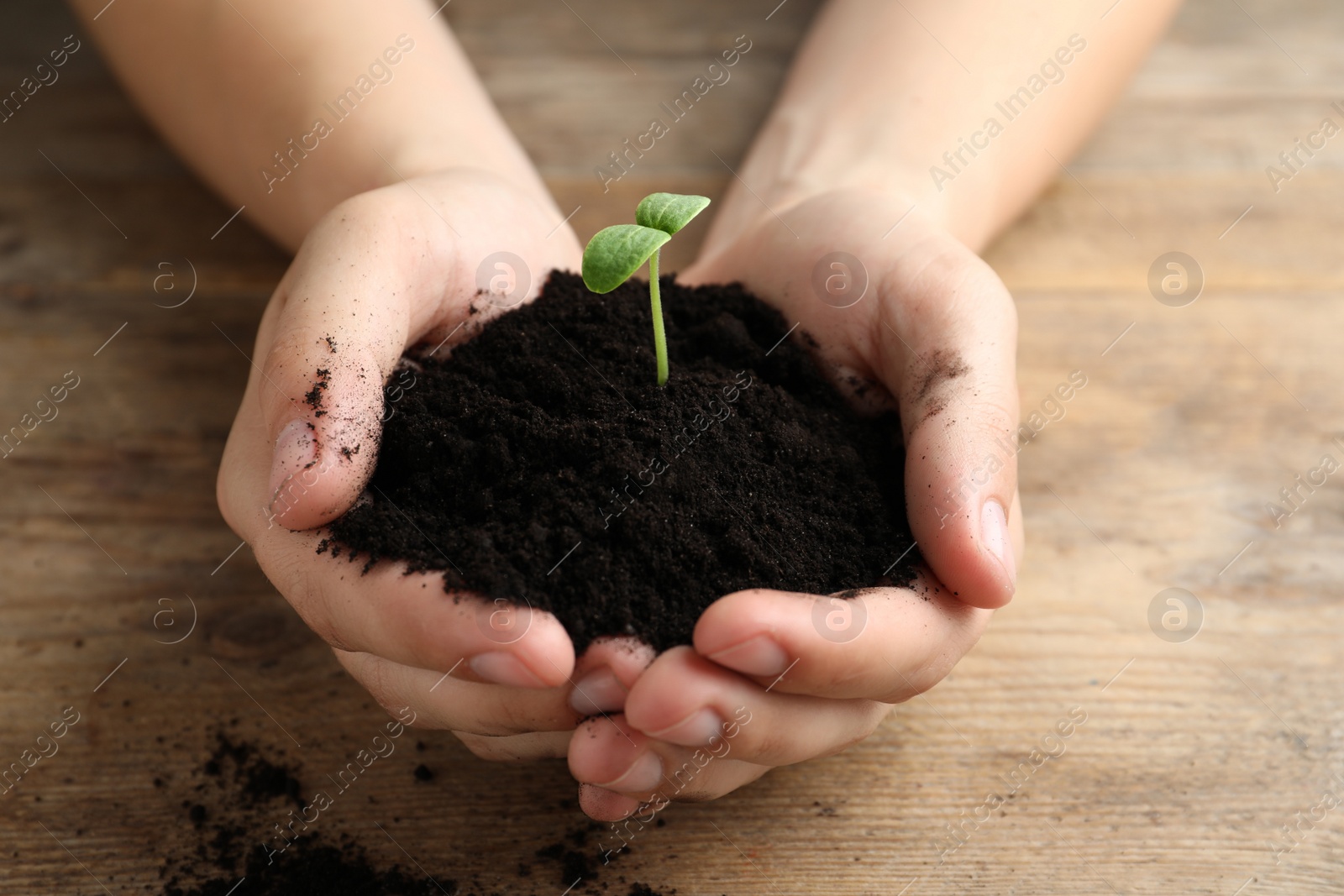 Photo of Woman holding soil with seedling at wooden table, closeup