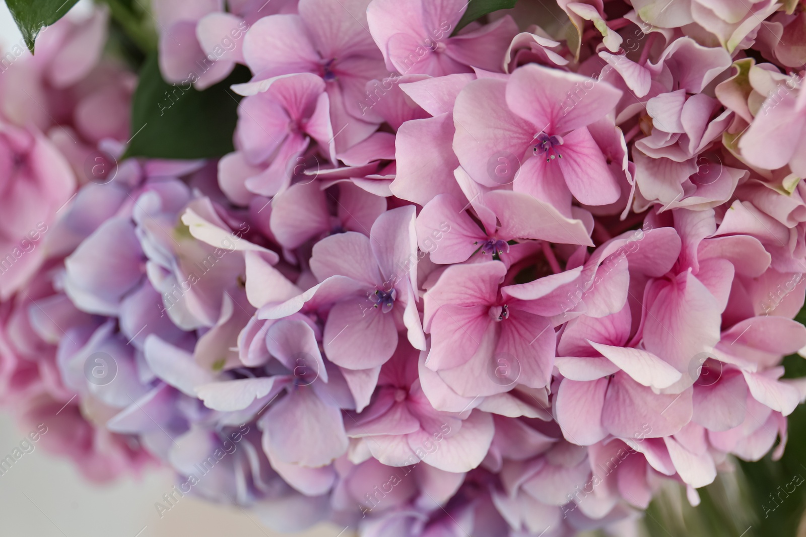 Photo of Beautiful fresh hydrangea flowers, closeup. Interior design