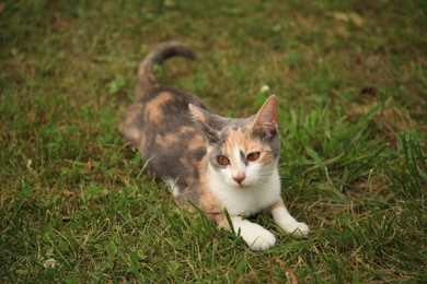 Cute calico cat lying on green grass outdoors