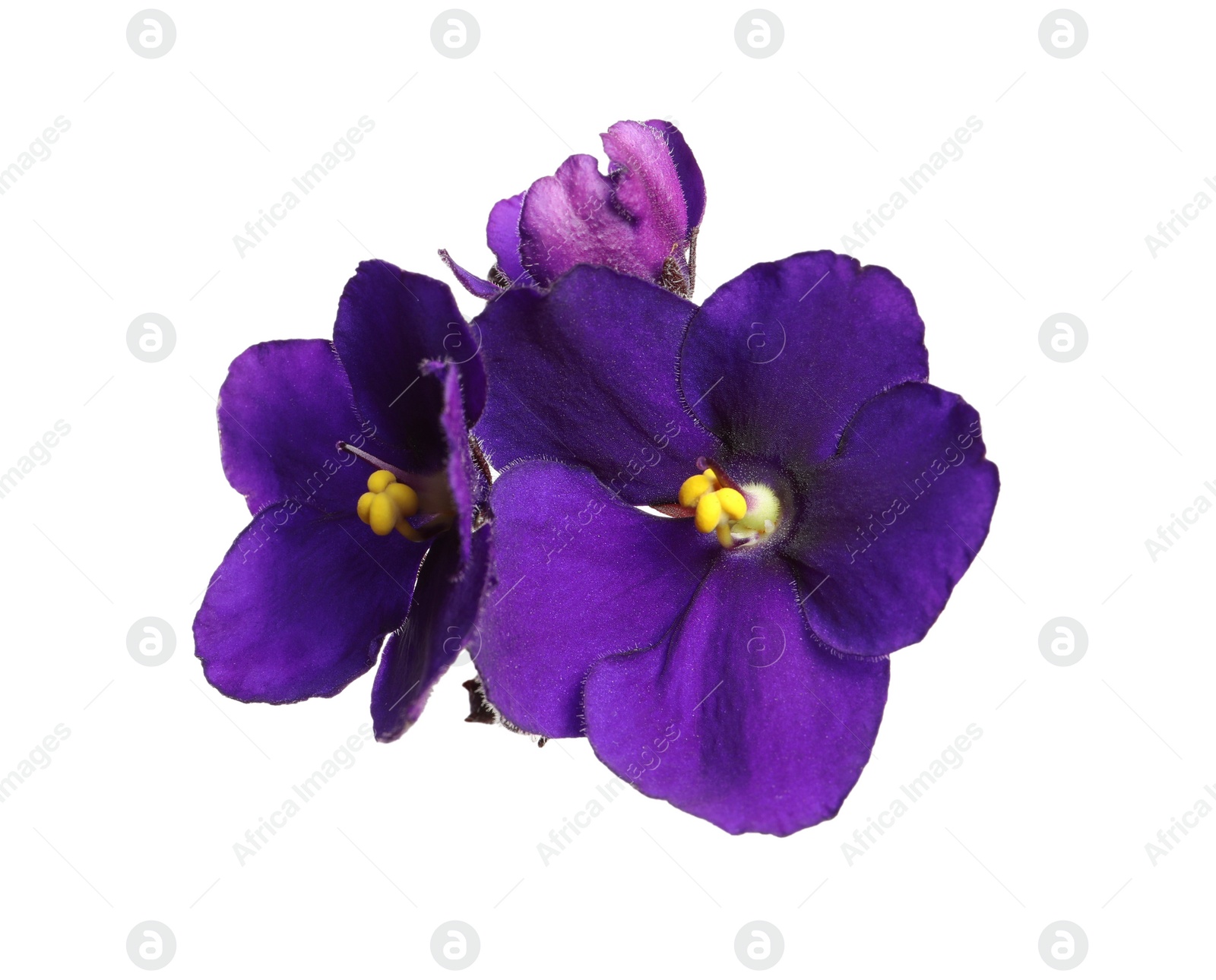 Photo of Purple flowers of violet plant isolated on white