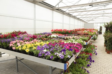 Many beautiful blooming petunia plants on table in garden center