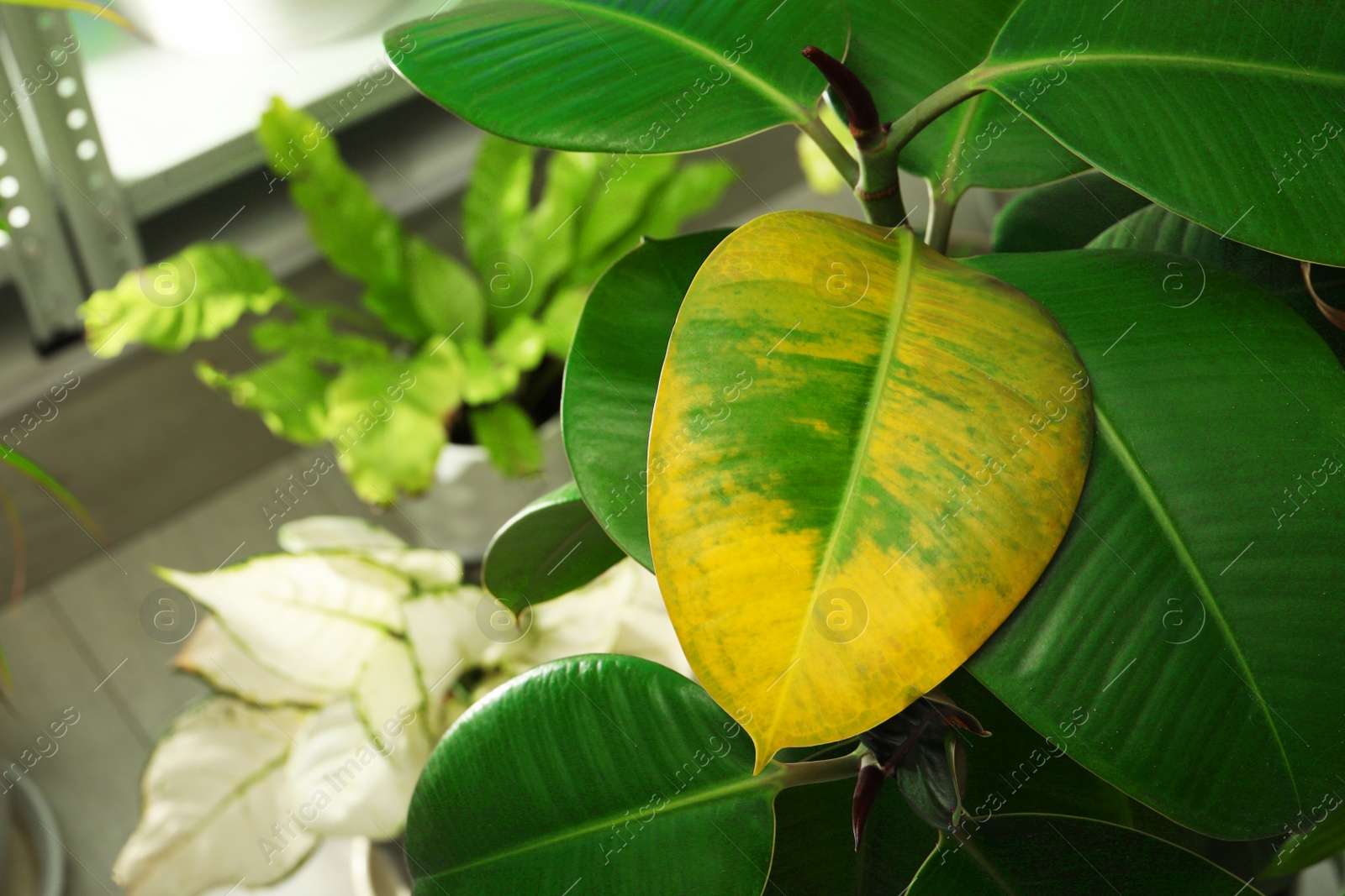 Photo of Houseplant with leaf blight disease indoors, closeup. Space for text