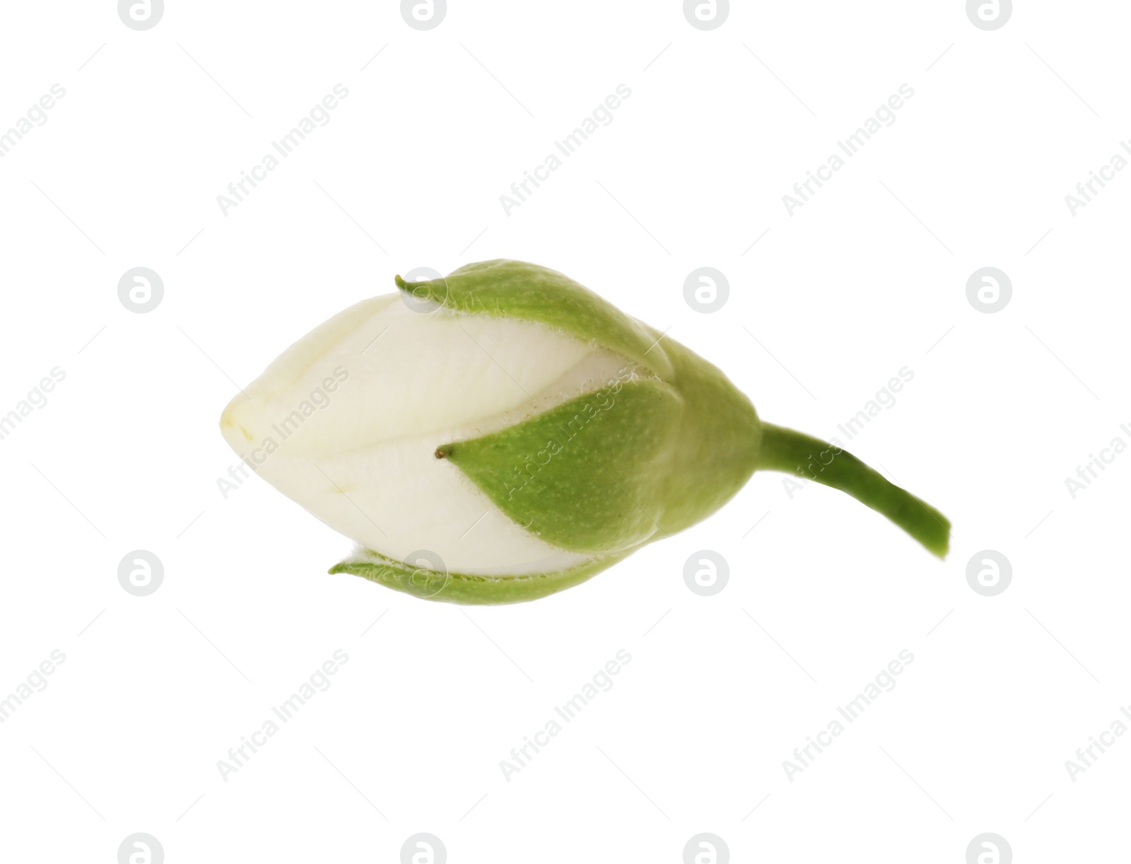 Photo of One fresh jasmine bud isolated on white