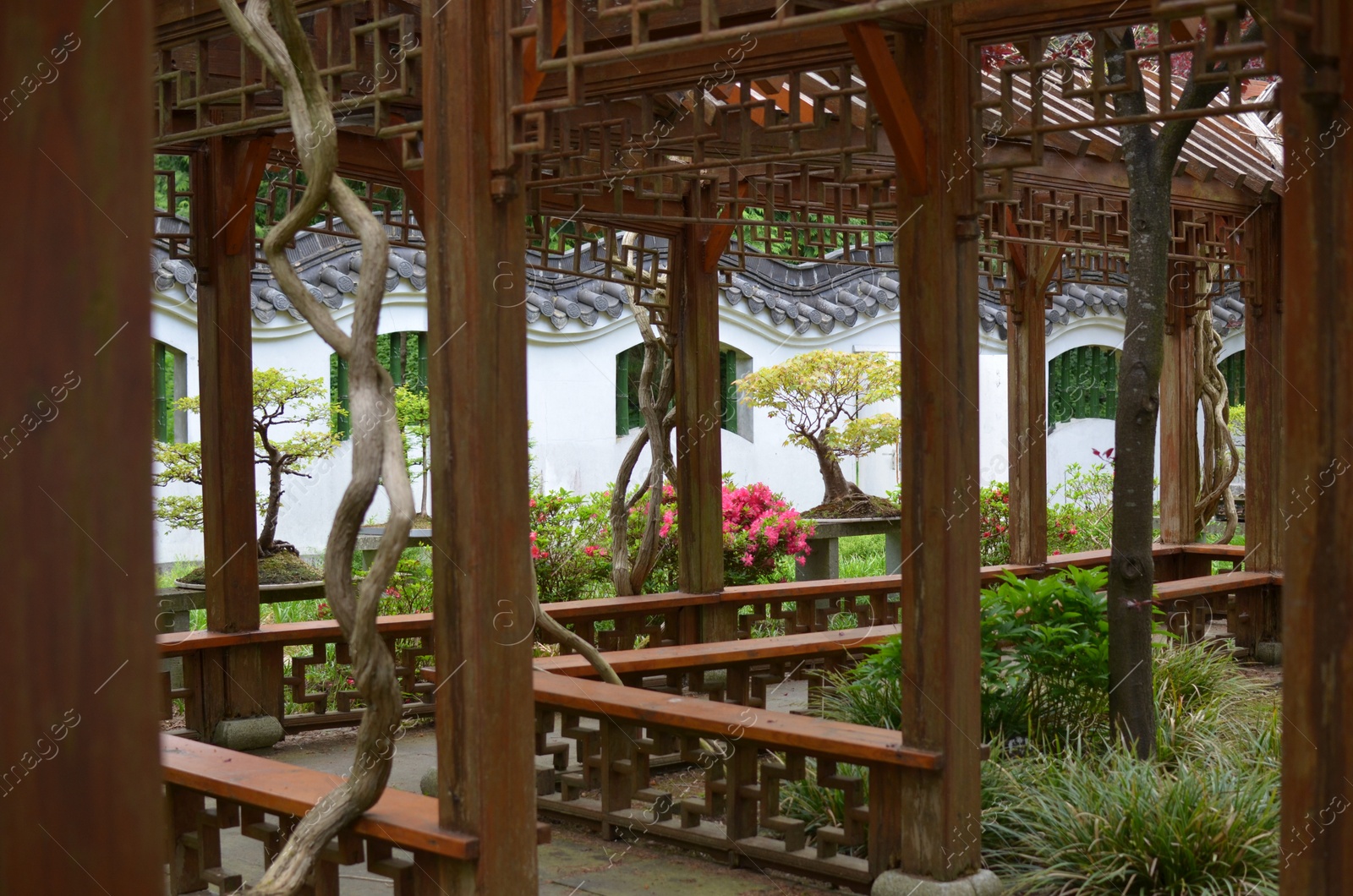 Photo of Beautiful wooden pergola and different plants in park