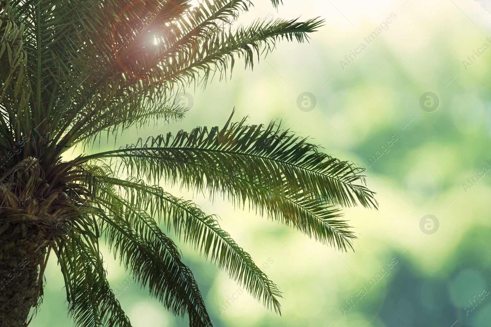 Image of Beautiful tropical palm tree outdoors on sunny day