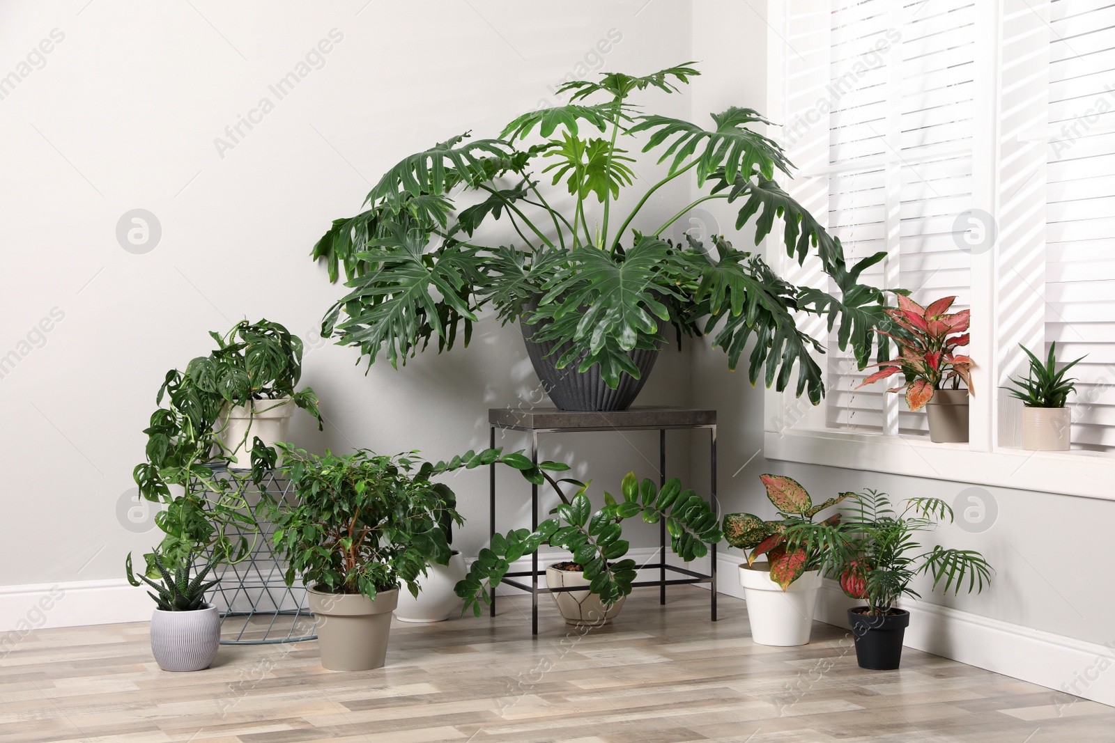 Photo of Different houseplants near window in room. Interior design