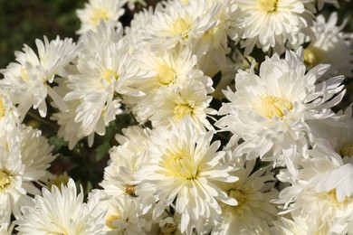 Photo of Beautiful chrysanthemum flowers growing in garden, closeup
