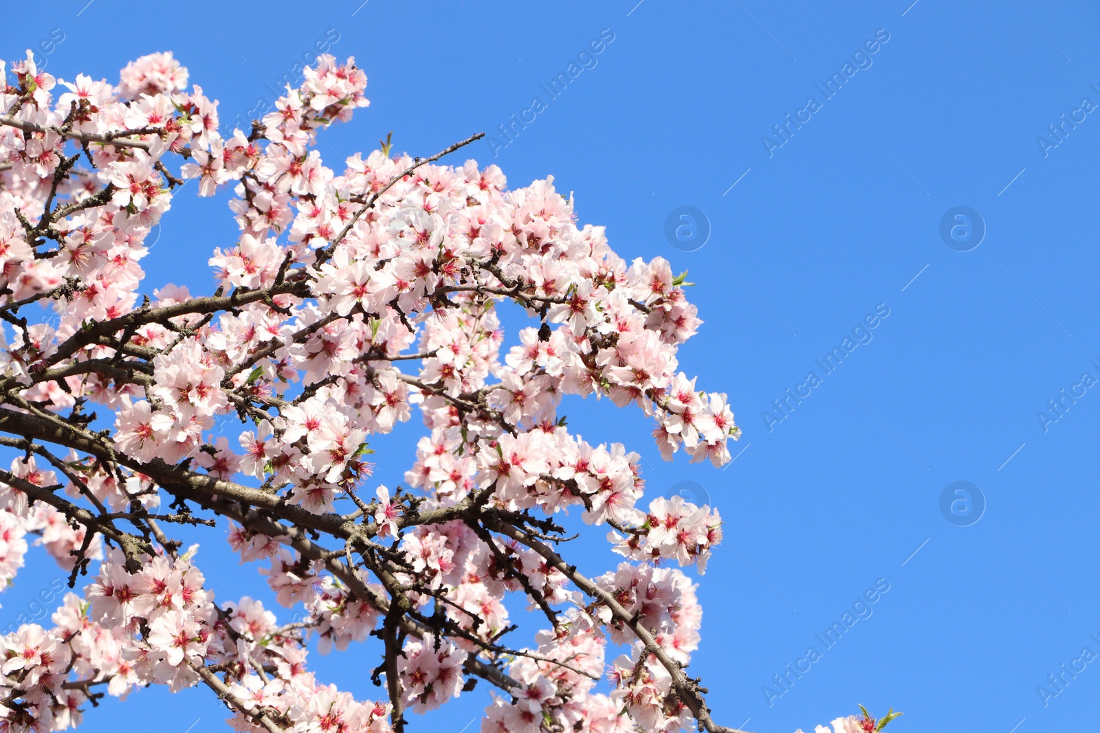 Photo of Beautiful blossoming branches of cherry tree against blue sky. Springtime