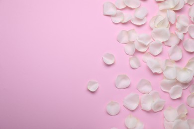 Photo of Beautiful white rose flower petals on pink background, flat lay. Space for text