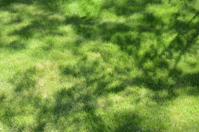 Photo of Shadow of tree on bright green grass during sunny day