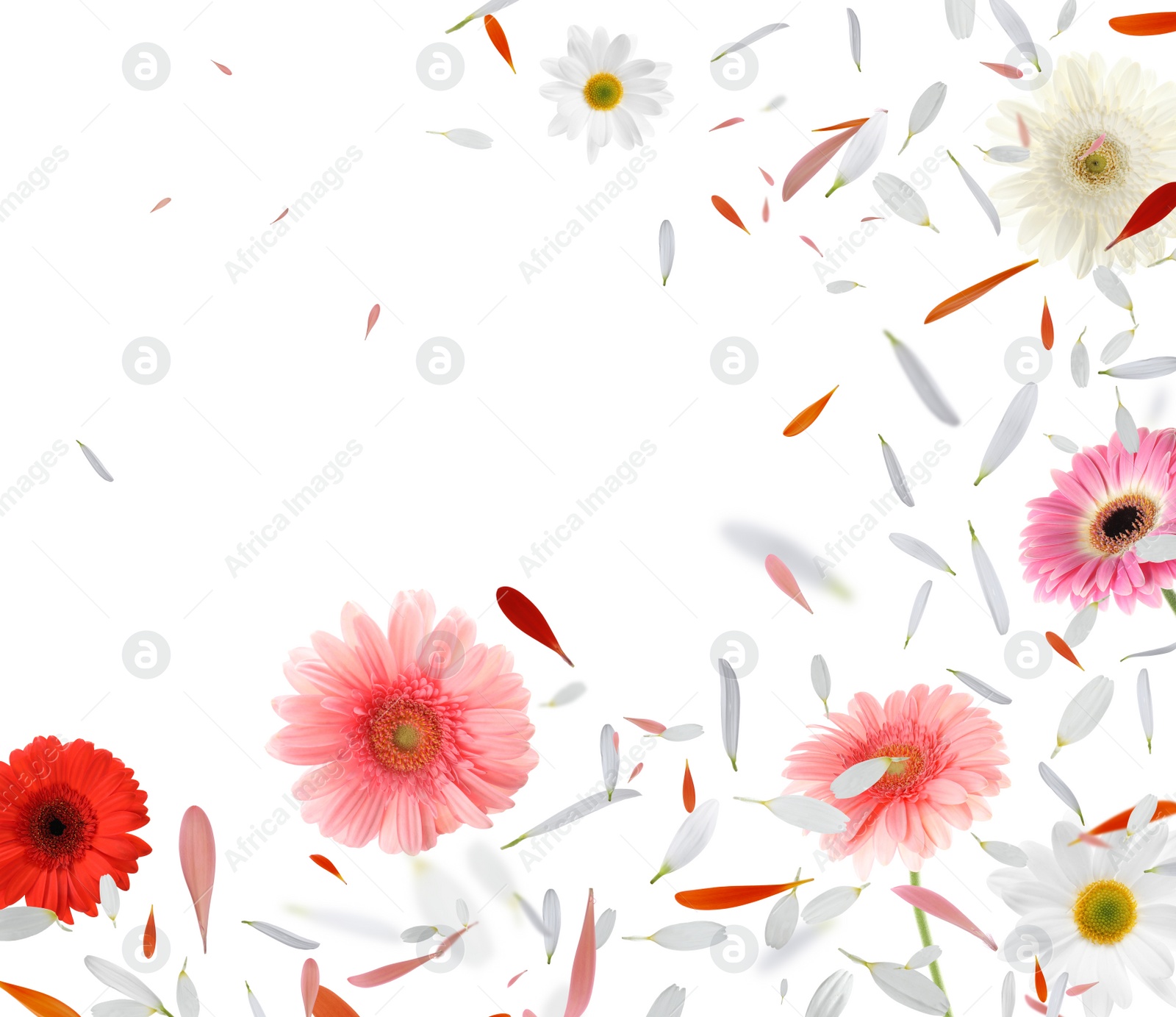 Image of Beautiful flowers and petals flying on white background