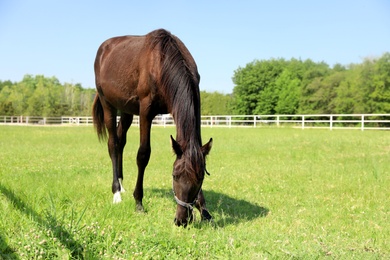 Photo of Dark bay horse in paddock on sunny day. Beautiful pet