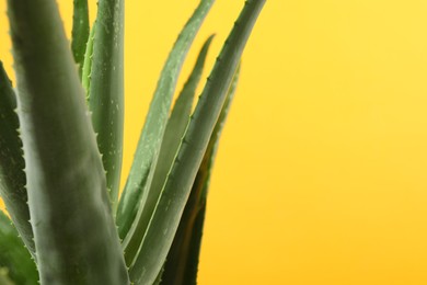 Photo of Green aloe vera plant on yellow background, closeup. Space for text