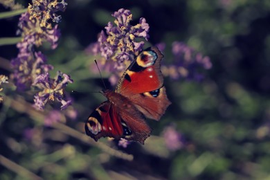 Photo of Beautiful butterfly in lavender field on summer day, closeup