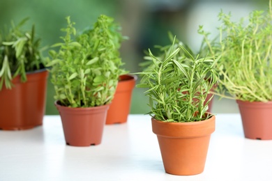 Photo of Pots with fresh rosemary on table