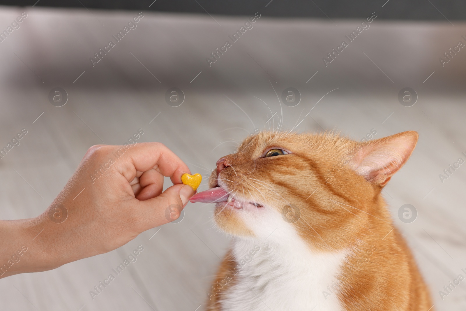 Photo of Woman giving vitamin pill to cute ginger cat indoors, closeup