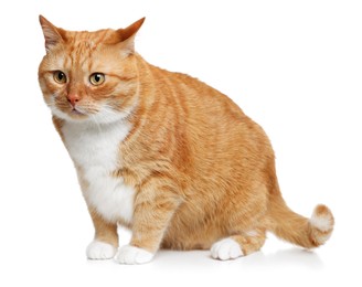 Photo of Cute ginger cat on white background. Adorable pet