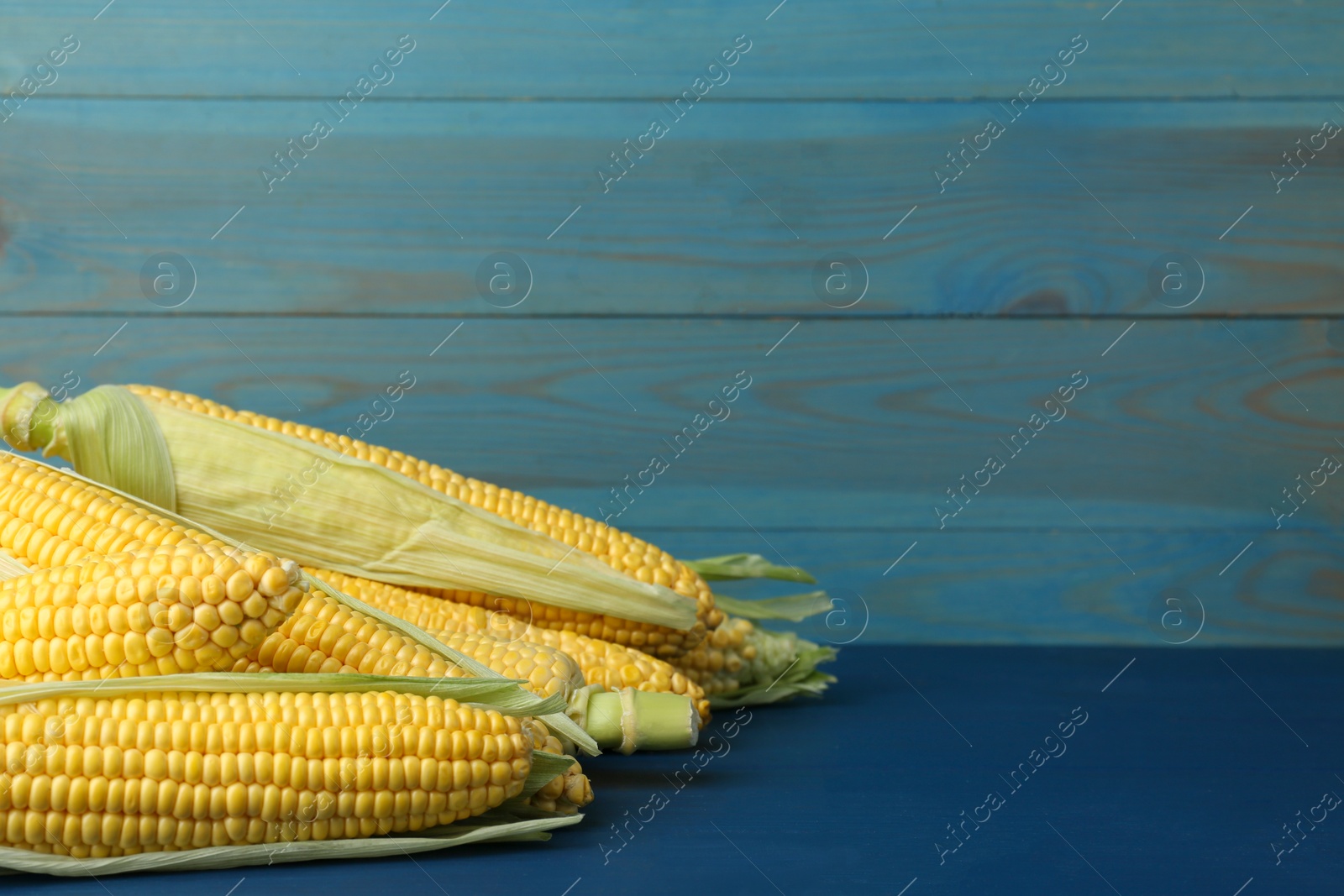 Photo of Corncobs with husks on blue wooden table. Space for text