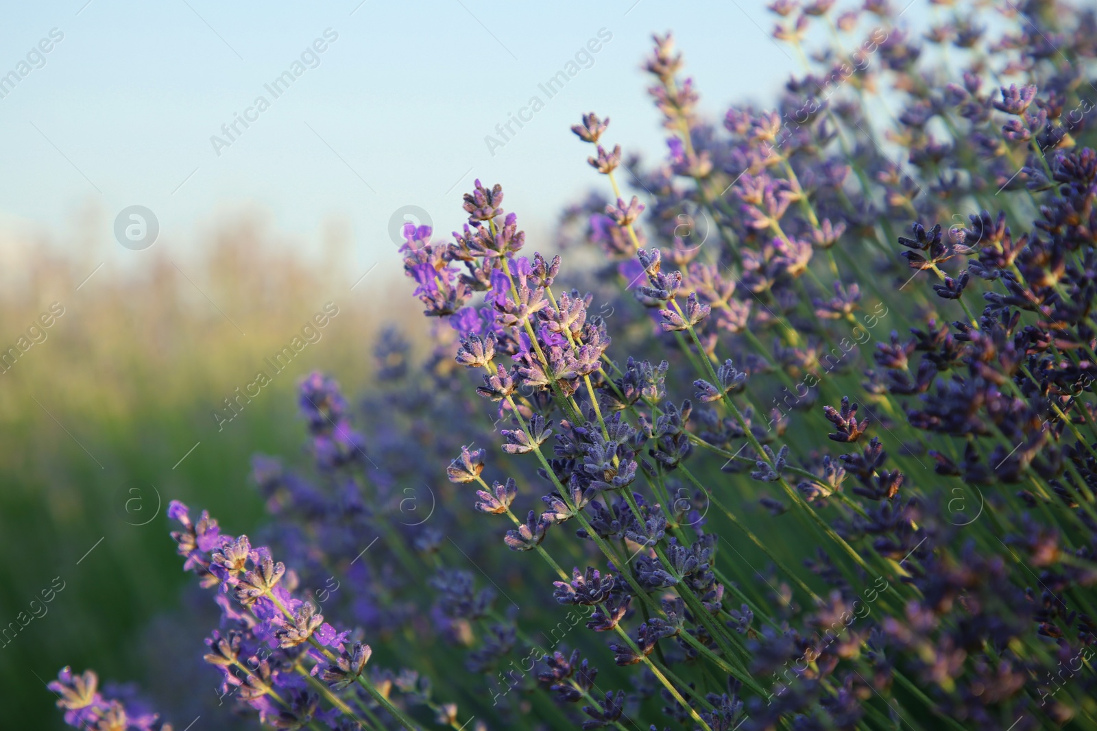 Photo of Beautiful blooming lavender growing in field, closeup