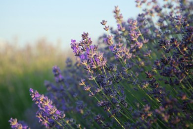 Photo of Beautiful blooming lavender growing in field, closeup