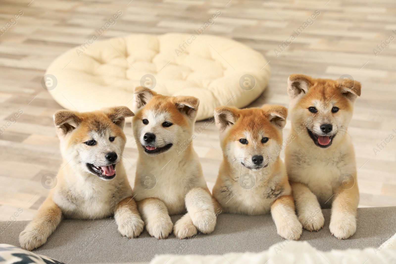 Photo of Funny akita inu puppies at sofa in living room