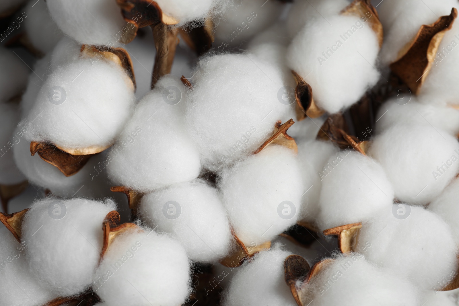 Photo of Fluffy cotton flowers on white background, top view