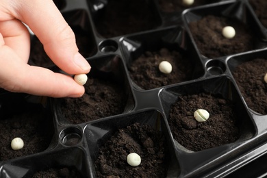 Woman planting soybeans into fertile soil, closeup. Vegetable seeds