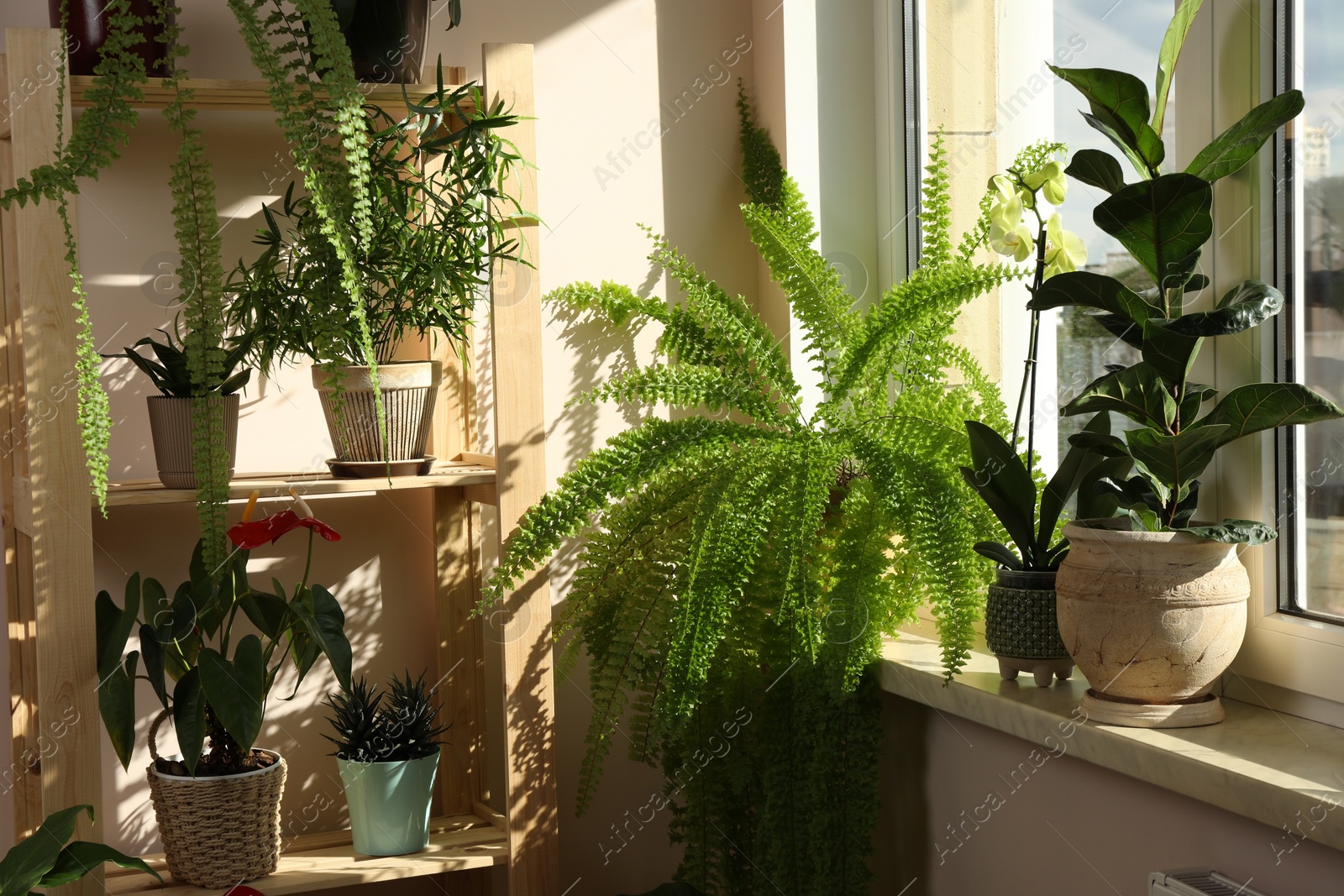 Photo of Beautiful houseplants in pots near window indoors. House decor